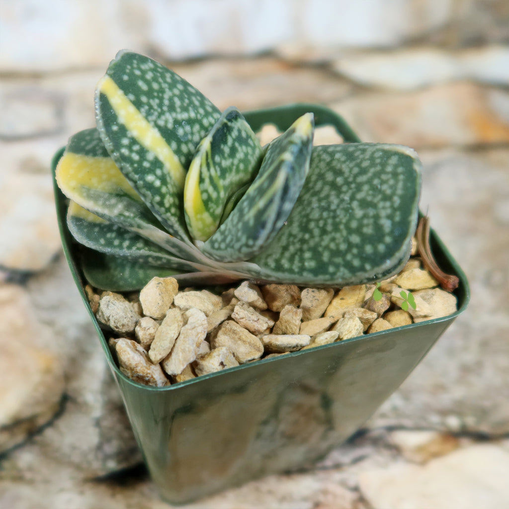 Gasteria gracilis variegata