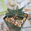 Gasteria gracilis variegata