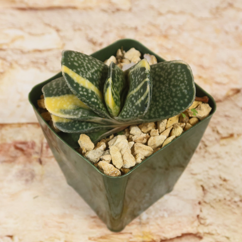 Gasteria gracilis variegata