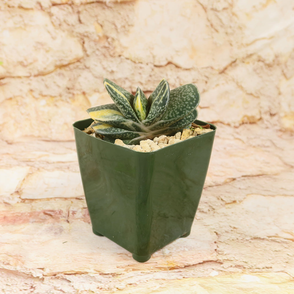 Gasteria gracilis variegata