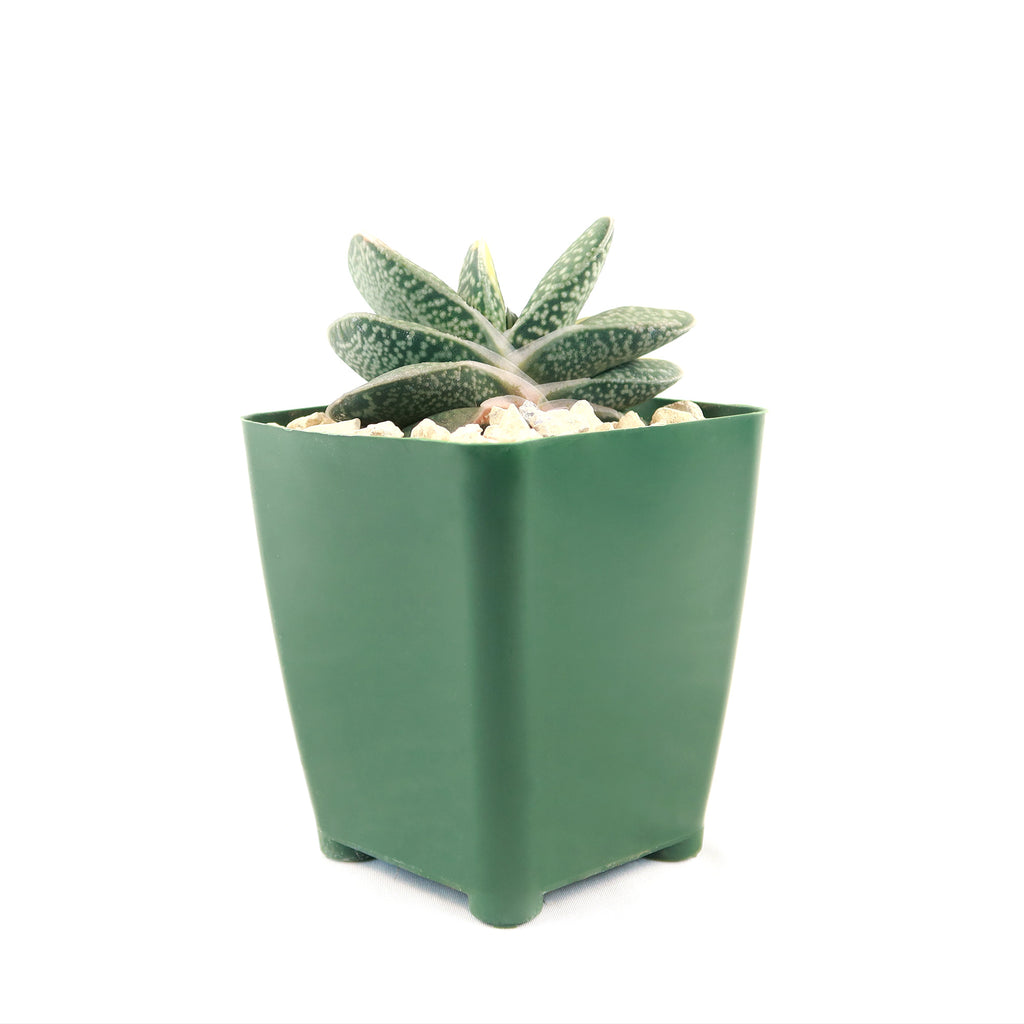 Gasteria gracilis variegata