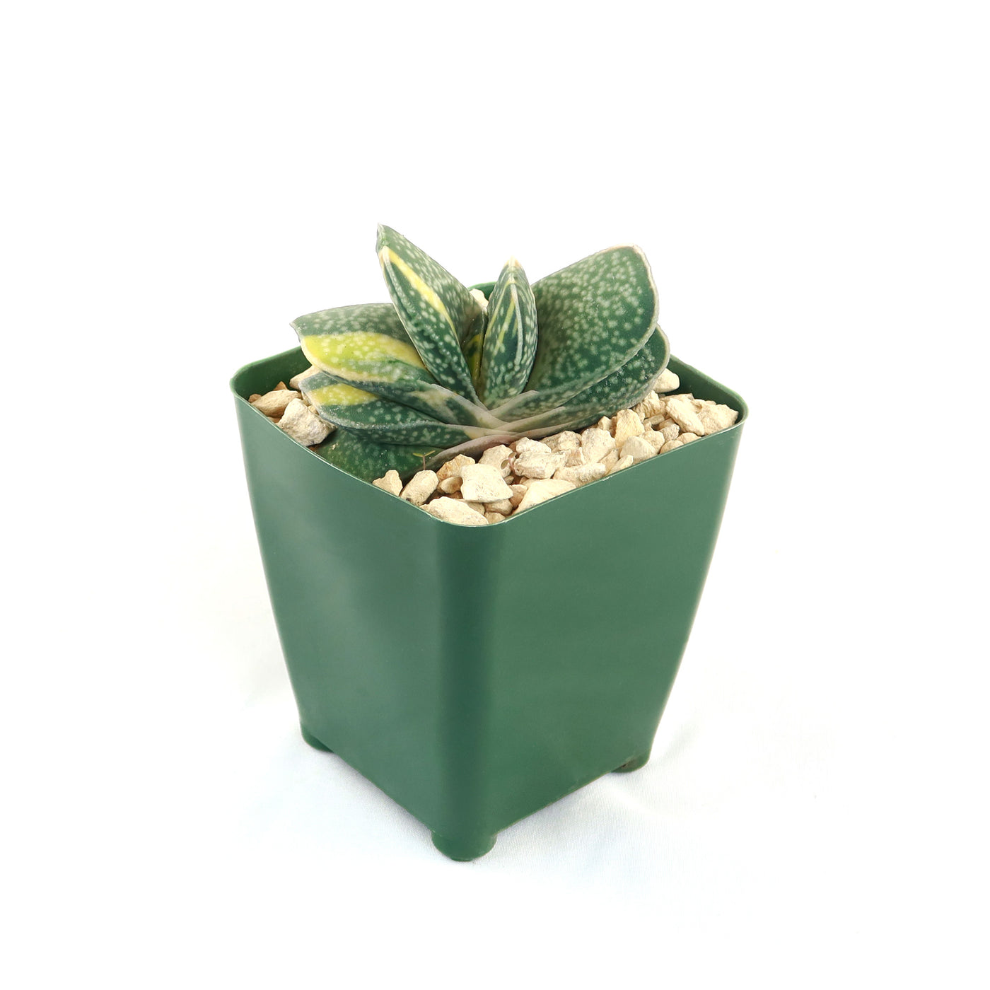 Shop 'Gasteria gracilis variegata' Care & Info