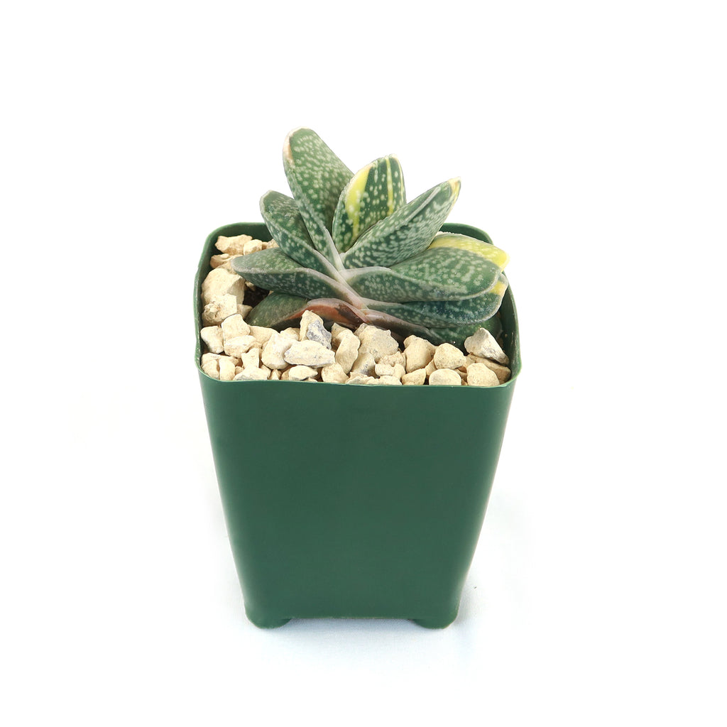 Gasteria gracilis variegata