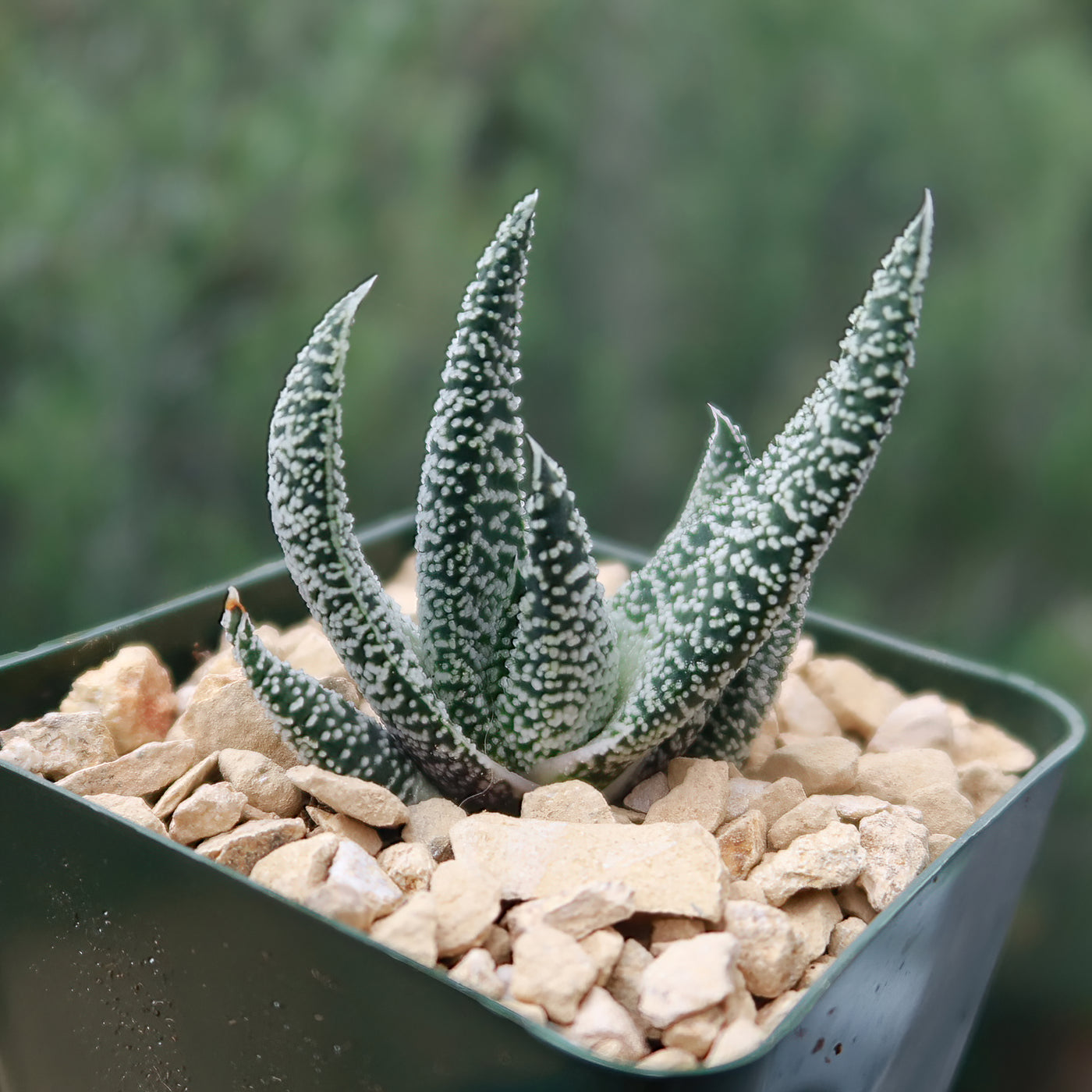 succulent oxtail plant Ox Tongue Plant 'Gasteria verrucosa' For sale