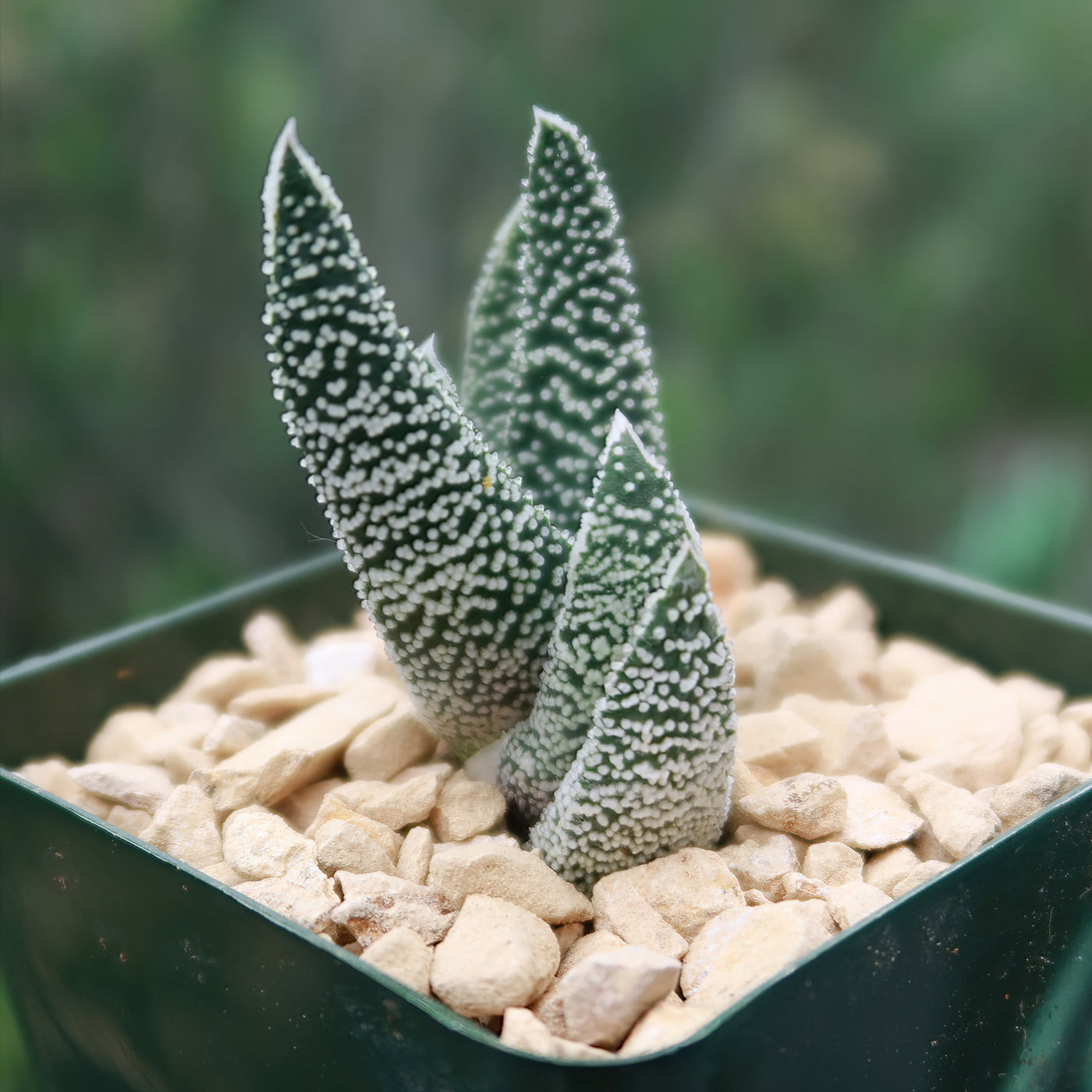 monstrose succulent Ox Tongue Plant 'Gasteria verrucosa' For sale