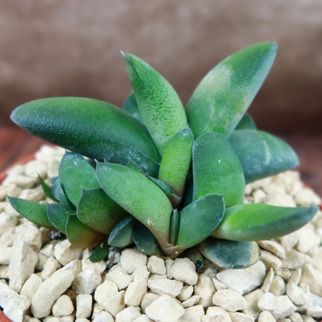 Gasteria glomerata