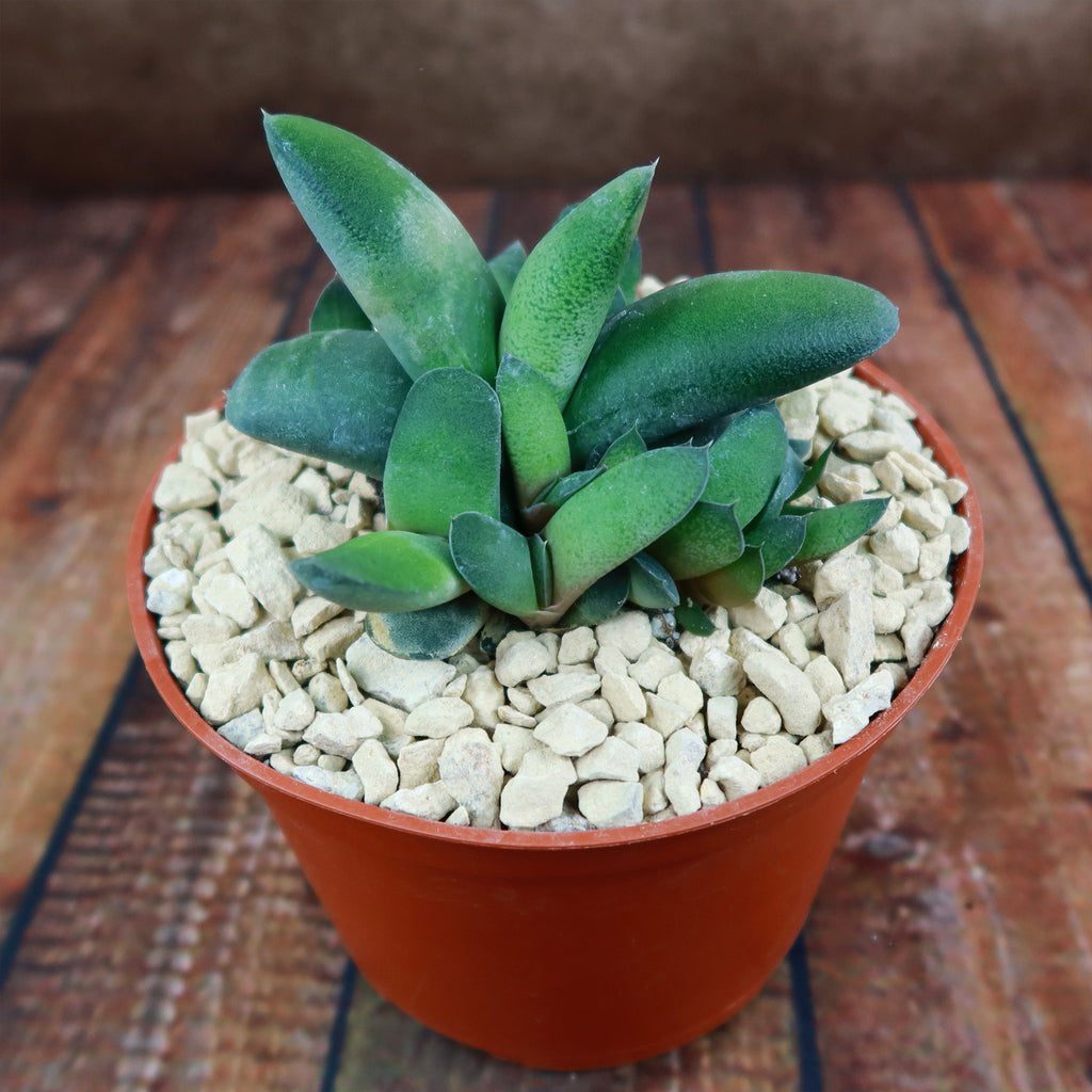 Gasteria glomerata