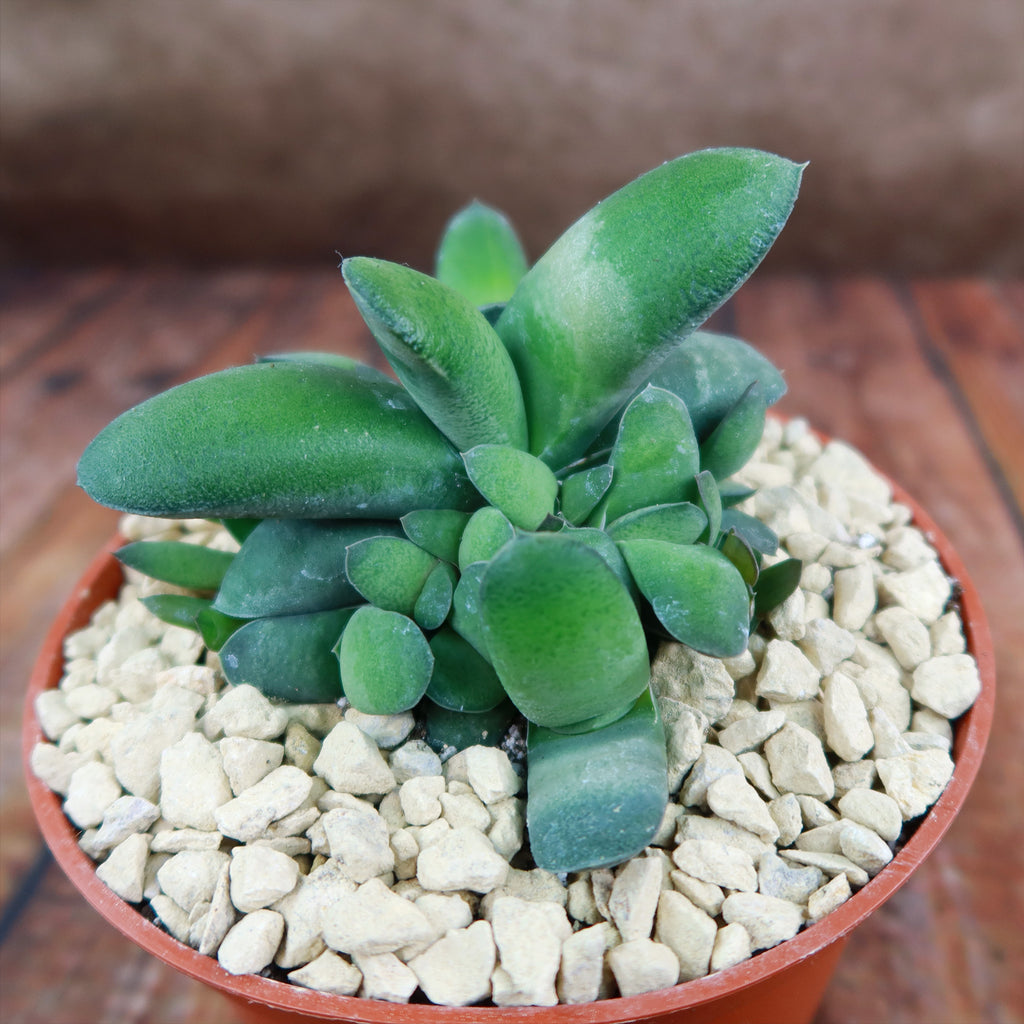 Gasteria glomerata