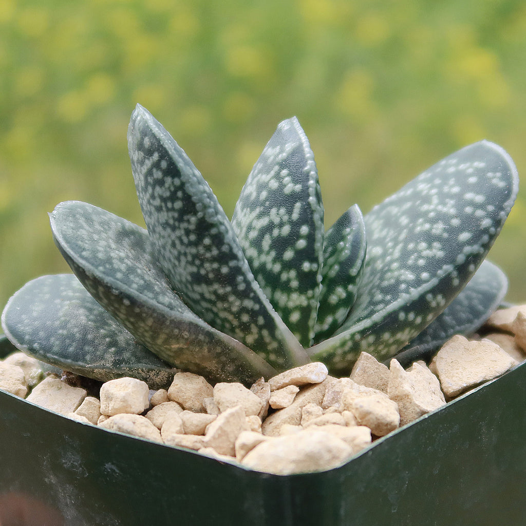 Gasteria gracilis