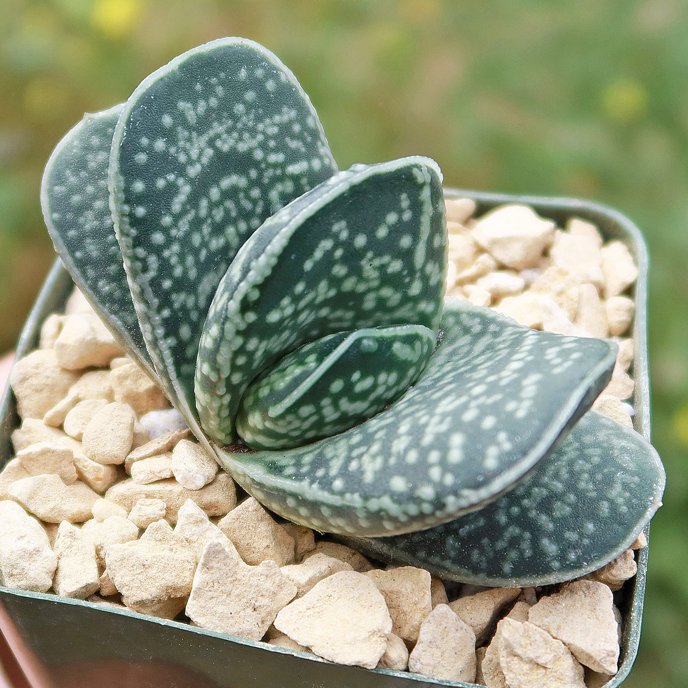 dark green spotted succulent Gasteria gracilis