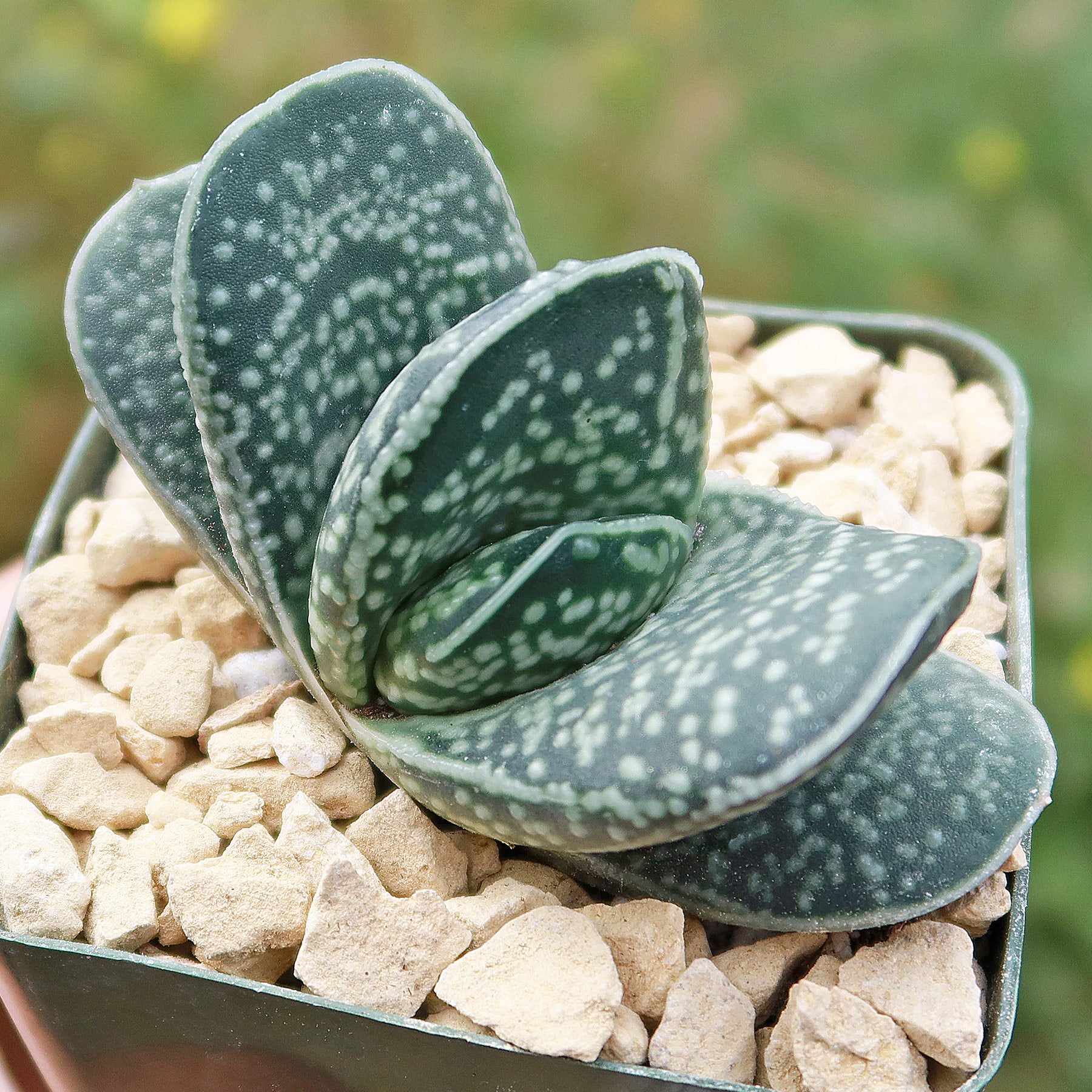 Gasteria Gasteria gracilis - Shop Online at Planet Desert