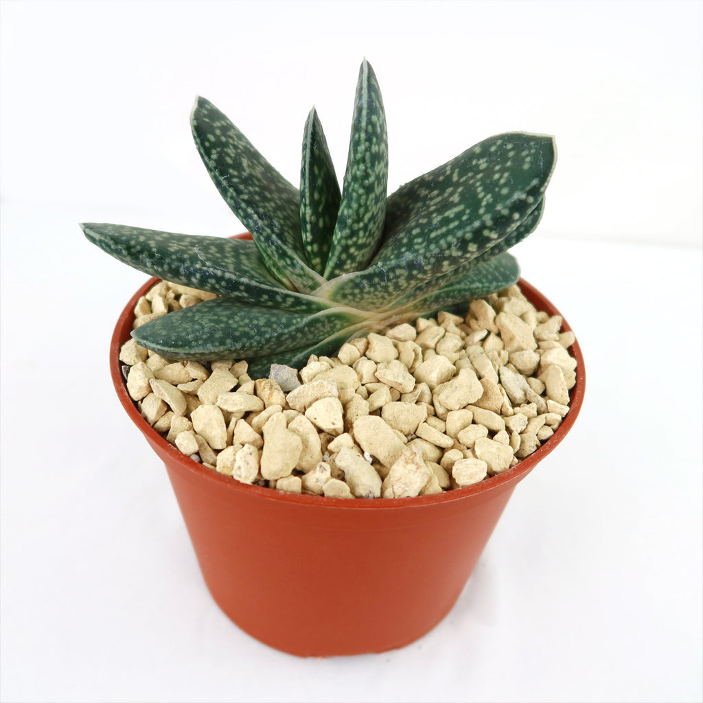 Gasteria gracilis