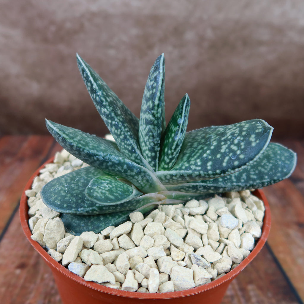 Gasteria gracilis