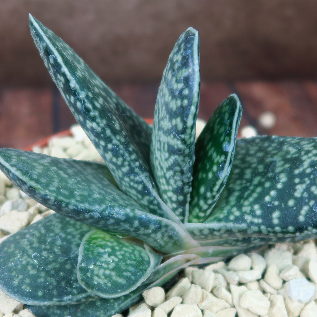 Gasteria gracilis