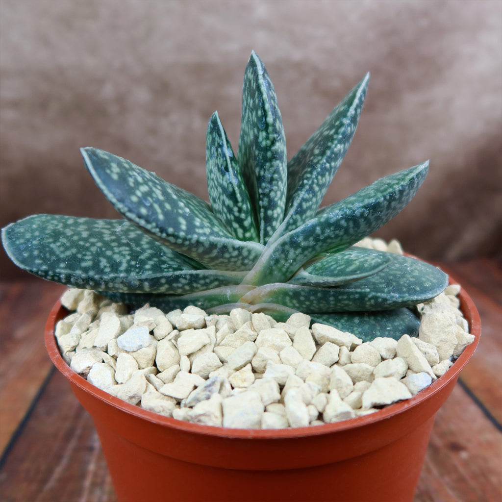 Gasteria gracilis