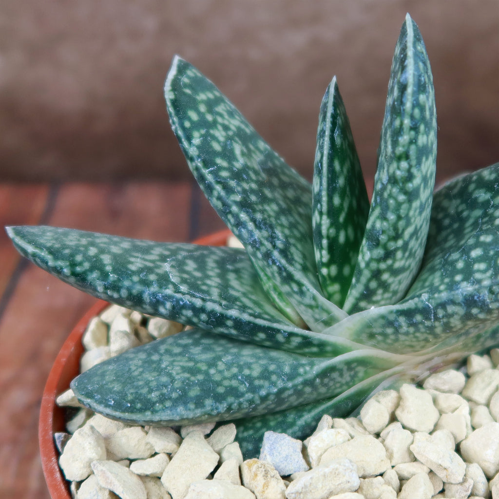 Gasteria gracilis