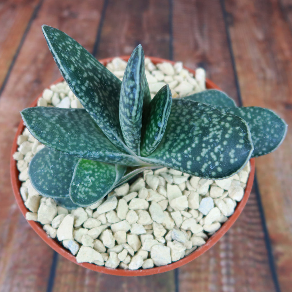 Gasteria gracilis