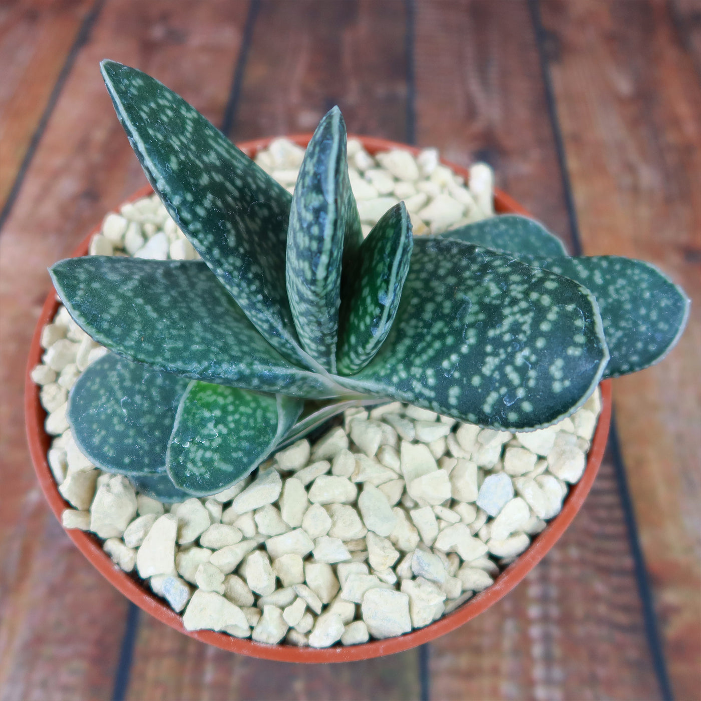 Gasteria Gasteria gracilis - Shop Online at Planet Desert