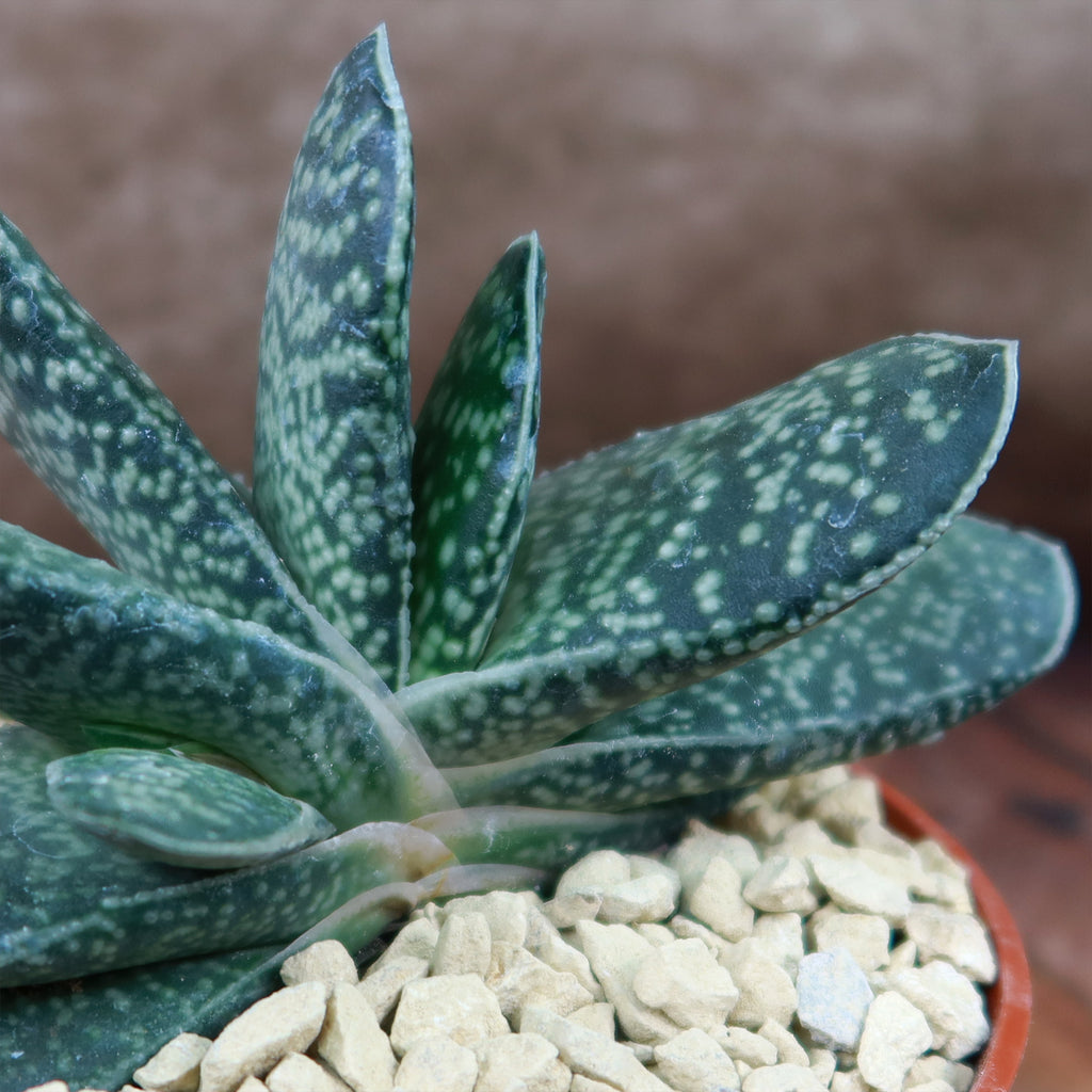 Gasteria gracilis