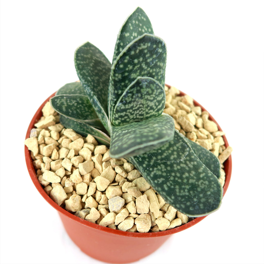 Gasteria gracilis