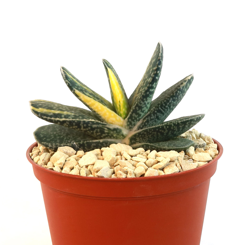 Gasteria gracilis variegata
