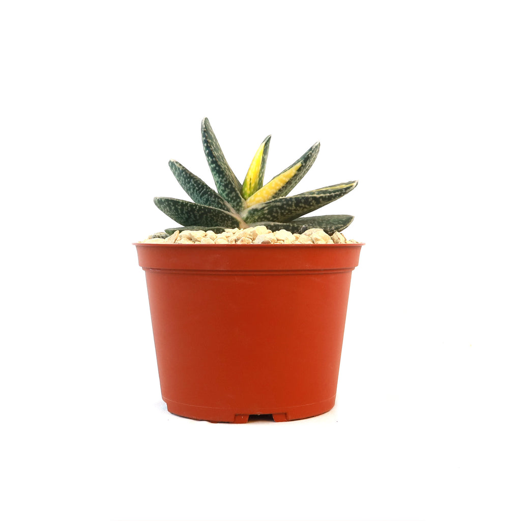 Gasteria gracilis variegata