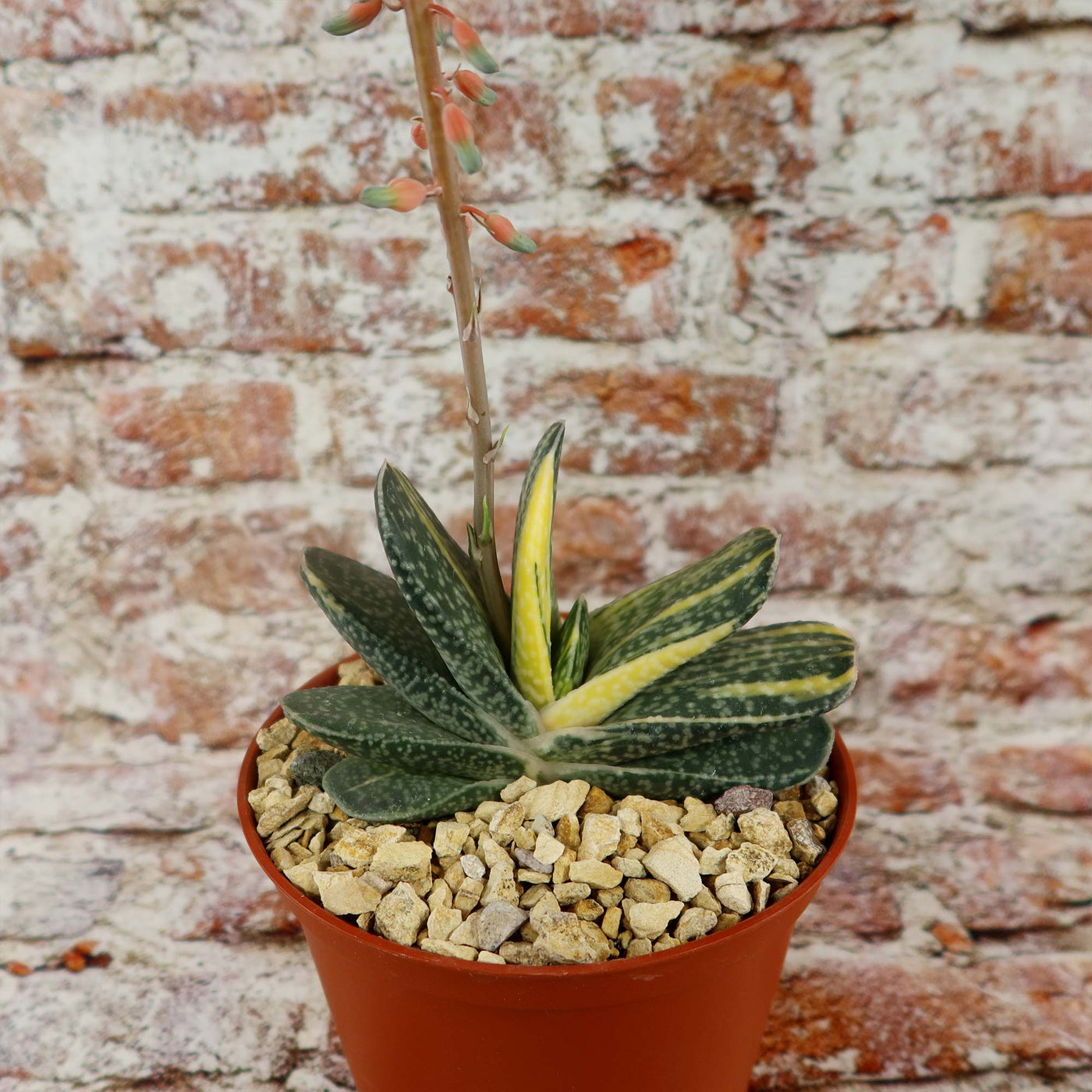 Shop 'Gasteria gracilis variegata' Care & Info