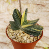 Gasteria gracilis variegata