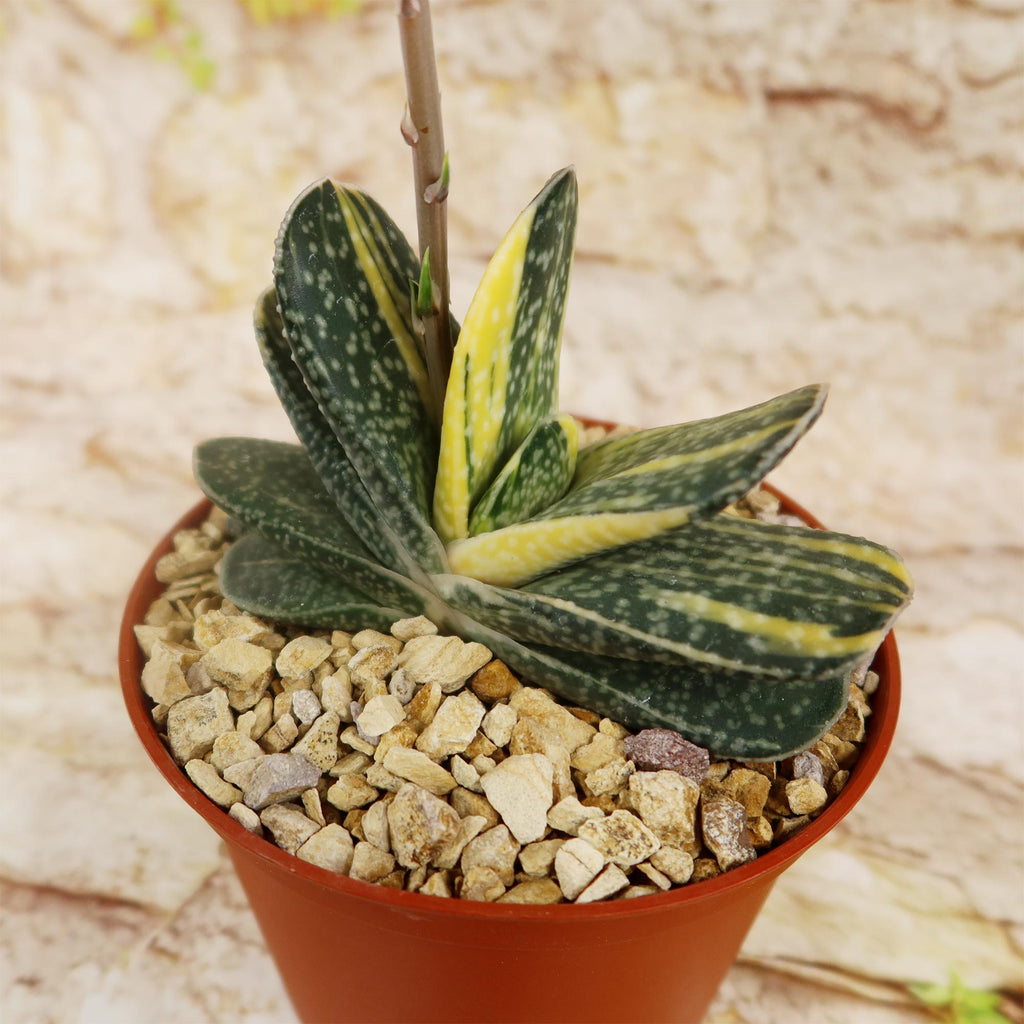 Gasteria gracilis variegata