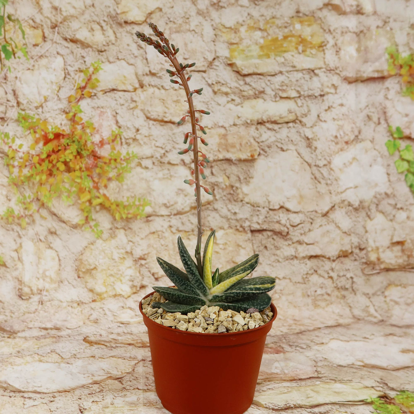 Shop 'Gasteria gracilis variegata' Care & Info