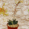Gasteria gracilis variegata