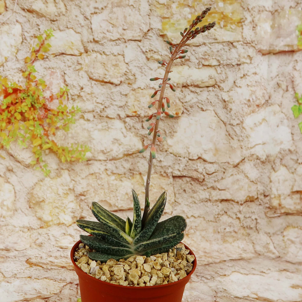 Gasteria gracilis variegata