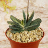 Gasteria gracilis variegata