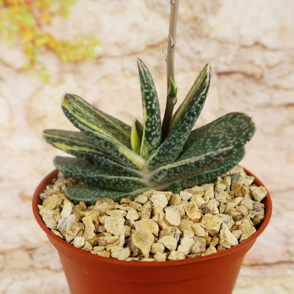 Gasteria gracilis variegata