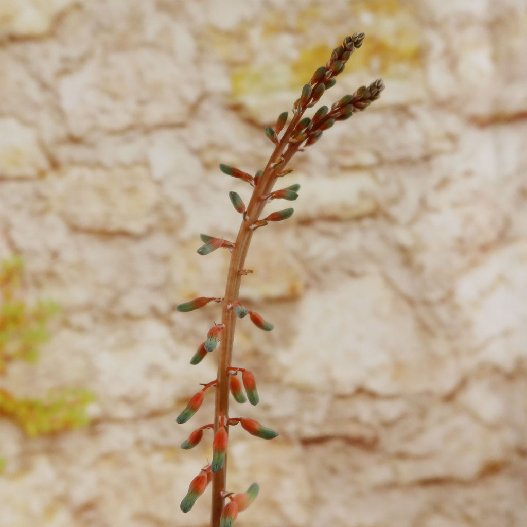Gasteria gracilis variegata