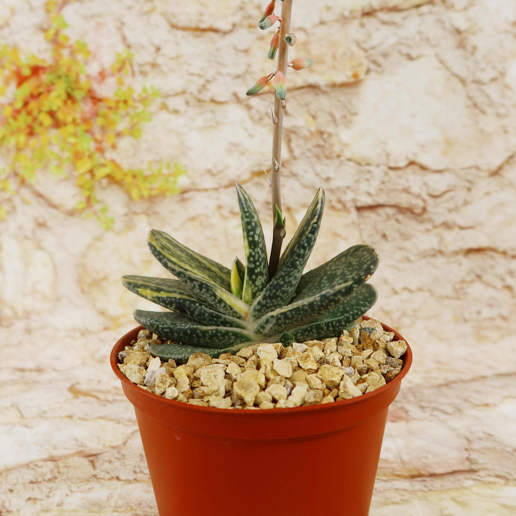 Gasteria gracilis variegata