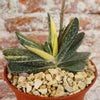 Gasteria gracilis variegata
