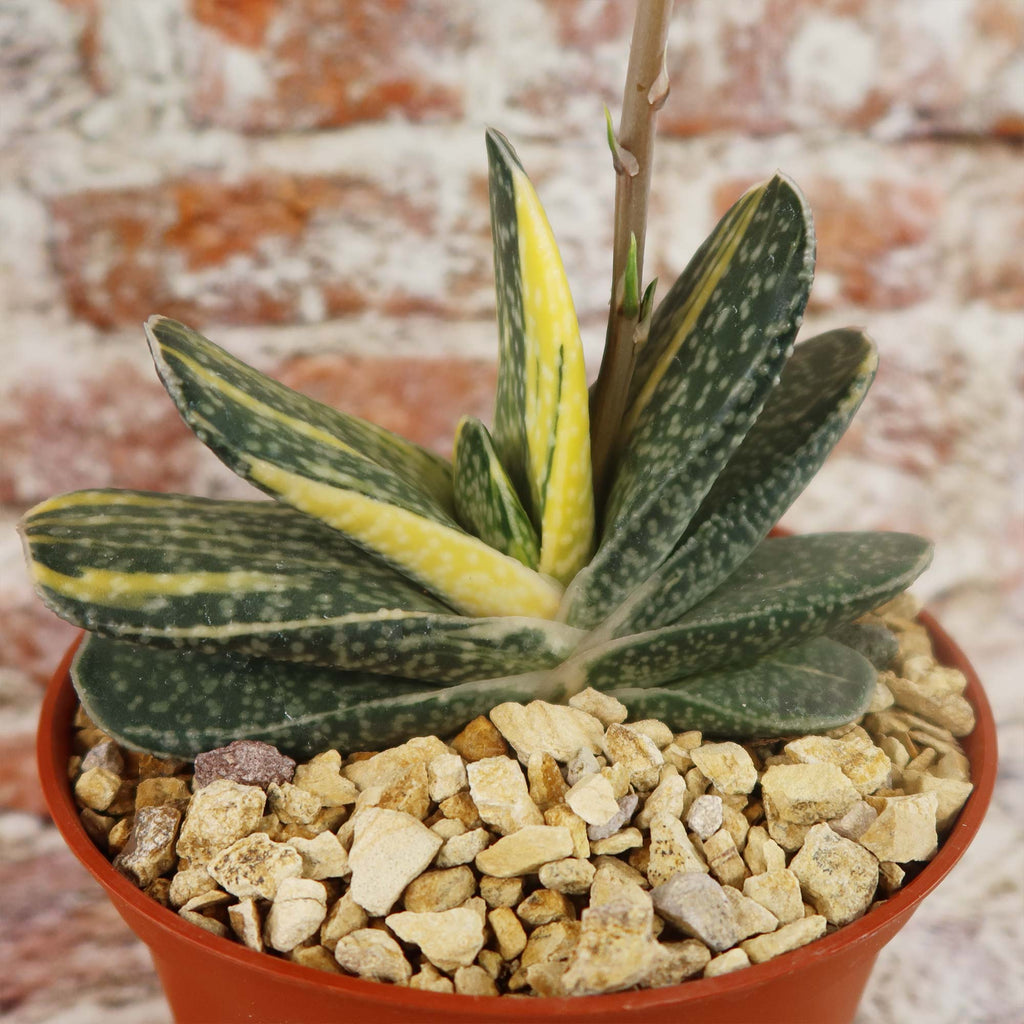 Gasteria gracilis variegata