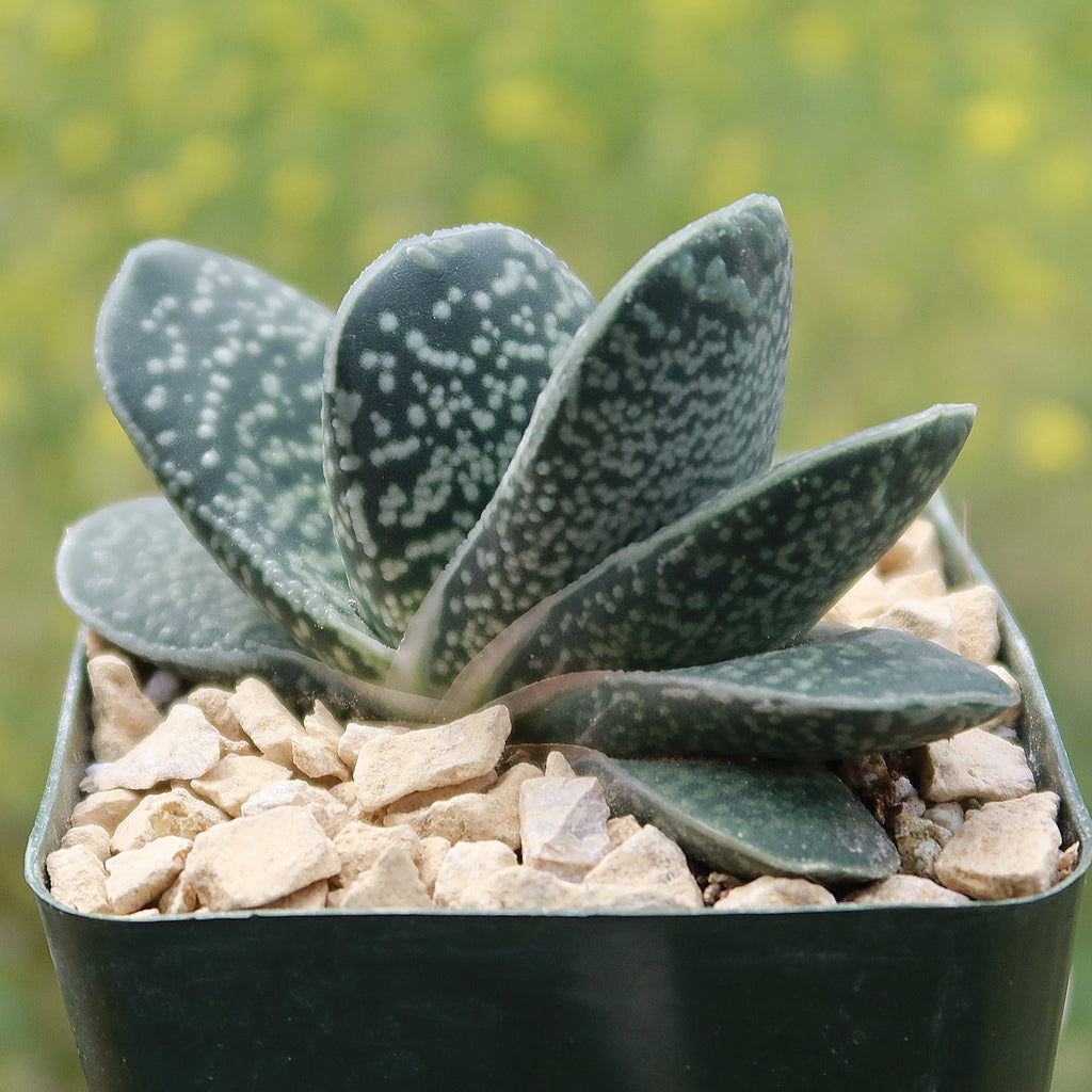 Gasteria gracilis