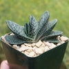 Gasteria gracilis