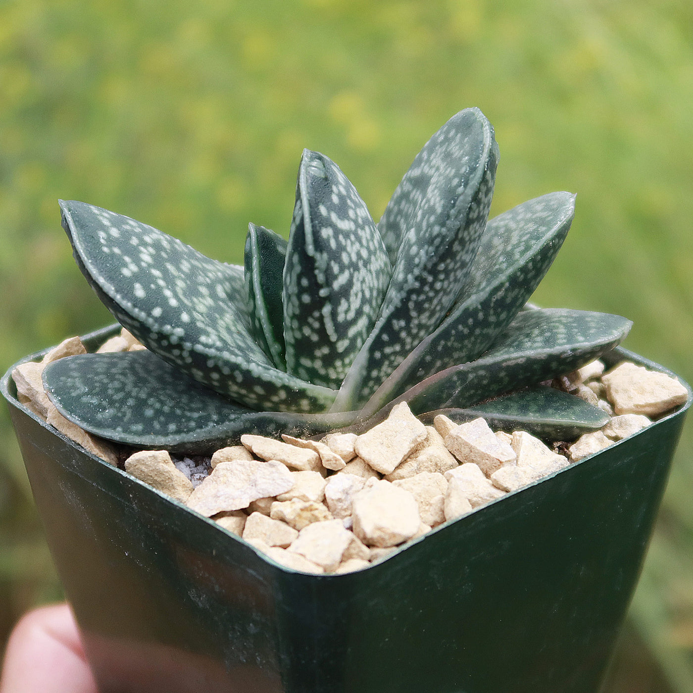 green and white speckled house plant Gasteria gracilis