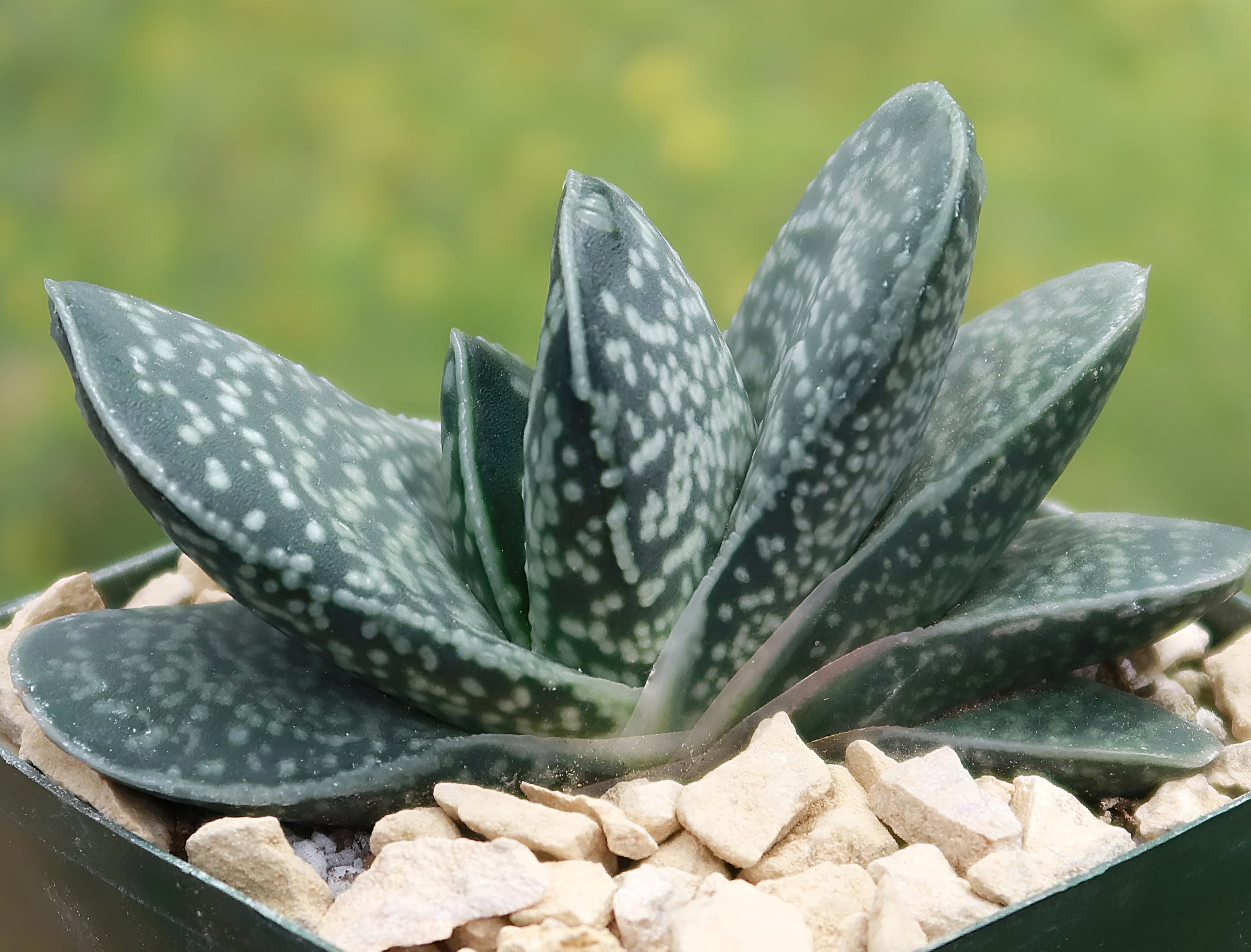 Types of Gasteria Plants