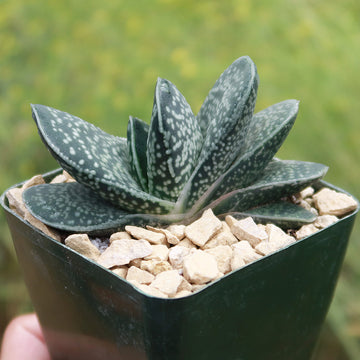 succulent with wide flat leaves Gasteria gracilis