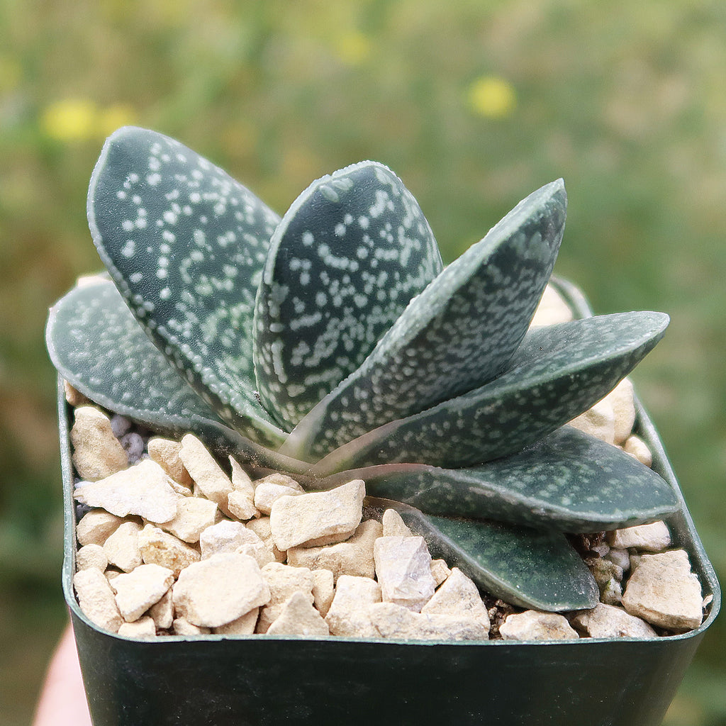 Gasteria gracilis