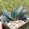 Gasteria gracilis