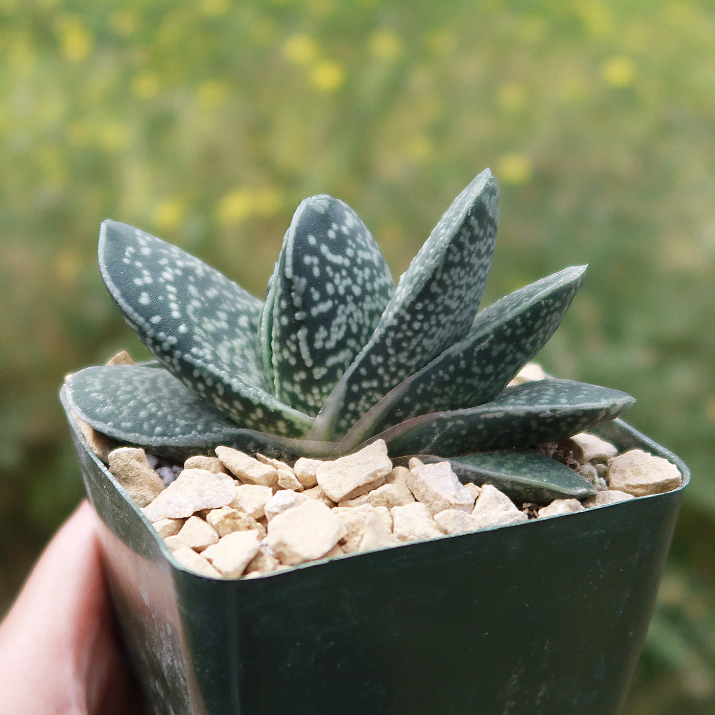 dark green spotted succulent Gasteria gracilis