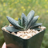 Gasteria gracilis