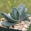 Gasteria gracilis