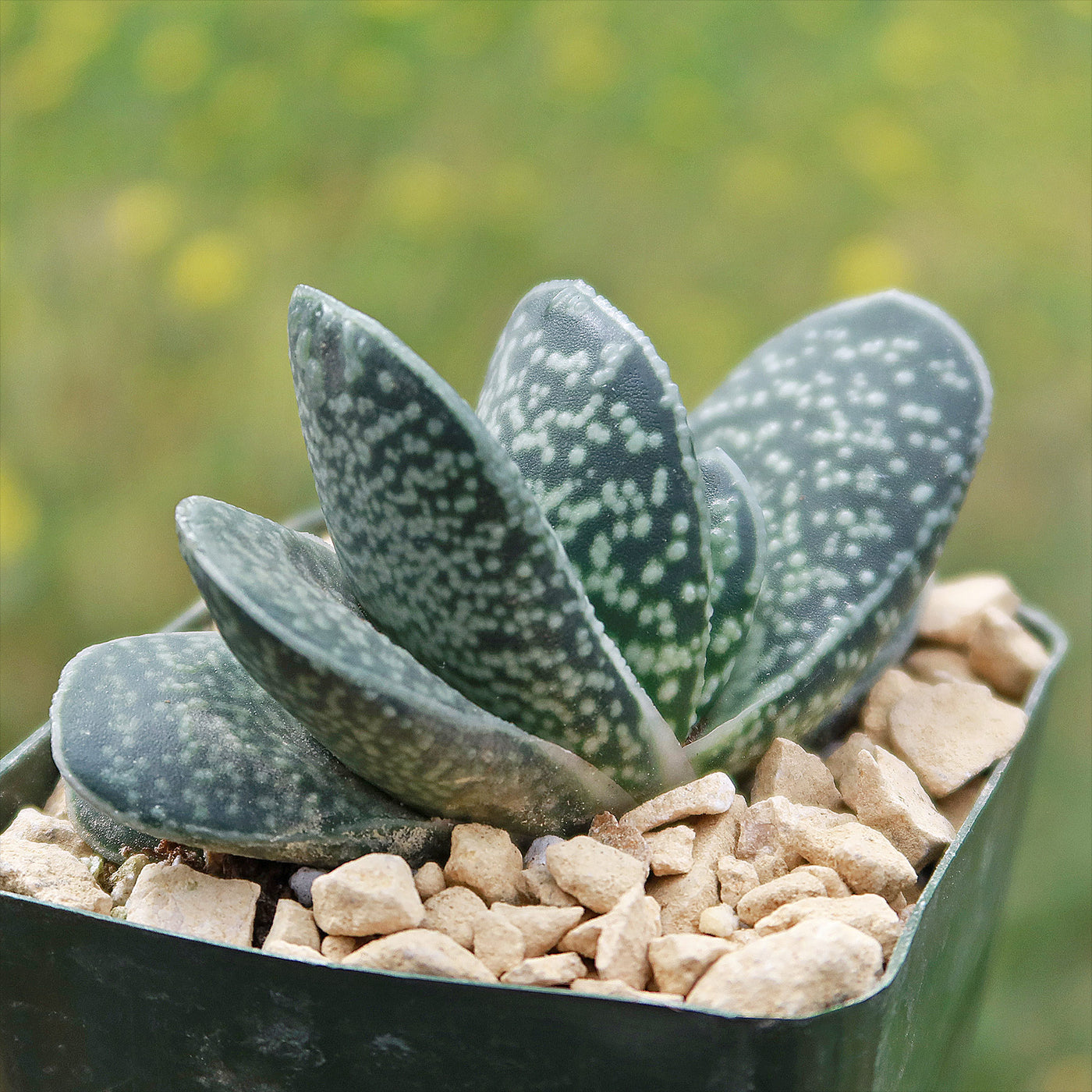 Gasteria Gasteria gracilis - Shop Online at Planet Desert