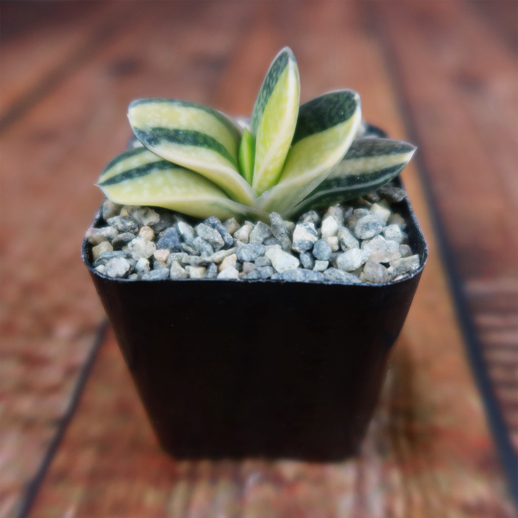 Gasteria minima variegata